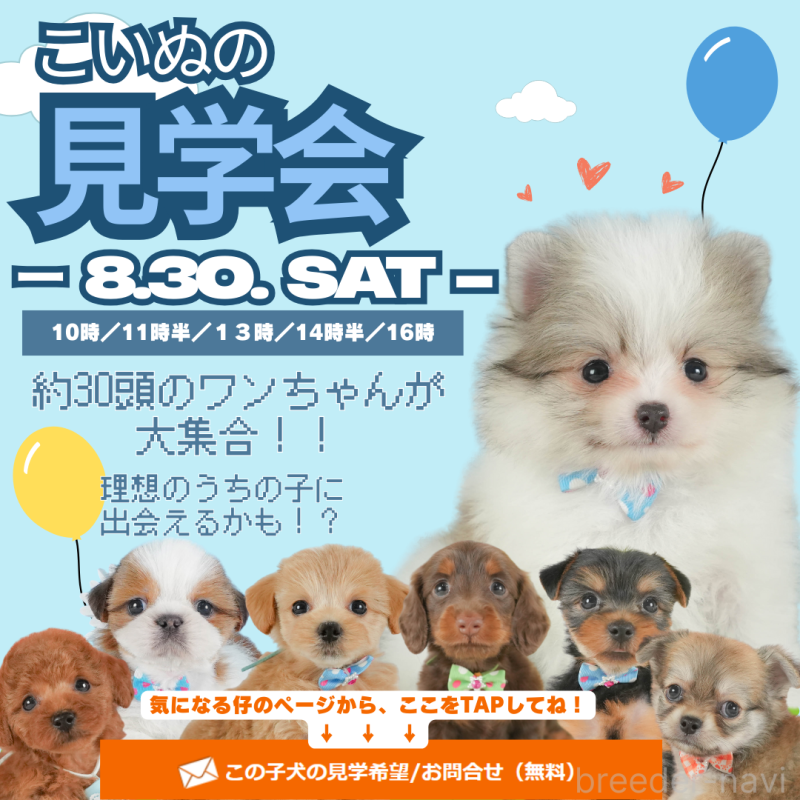 成約済の静岡県のトイプードル-404861の3枚目